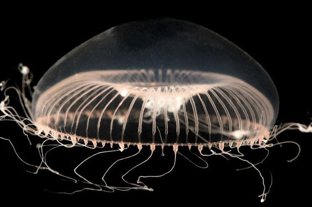 Picture 3 of How does jellyfish dominate the sea when there is no brain?