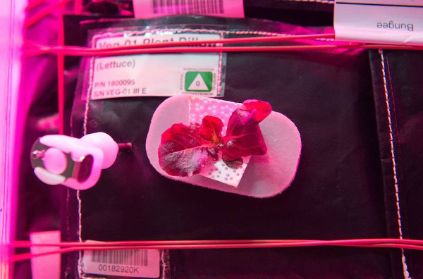Picture 5 of How does NASA solve food problems in space?