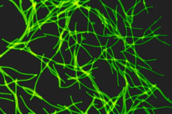 Picture 4 of How does oxygen on Earth come from?