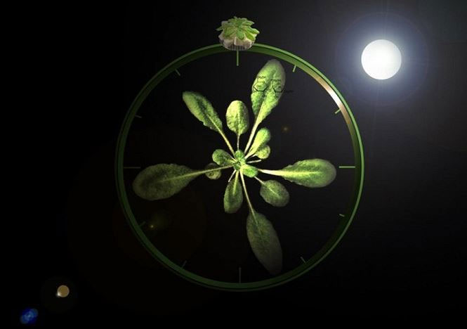 Picture 1 of How does plants regulate circadian rhythms?