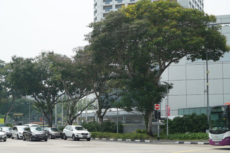 Picture 1 of How does Prime Minister Lee Kuan Yew bring Singapore to