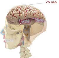 Picture 3 of How does the brains of geniuses work?  (first)