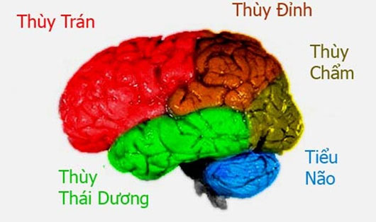 Picture 4 of How does the brains of geniuses work?  (first)