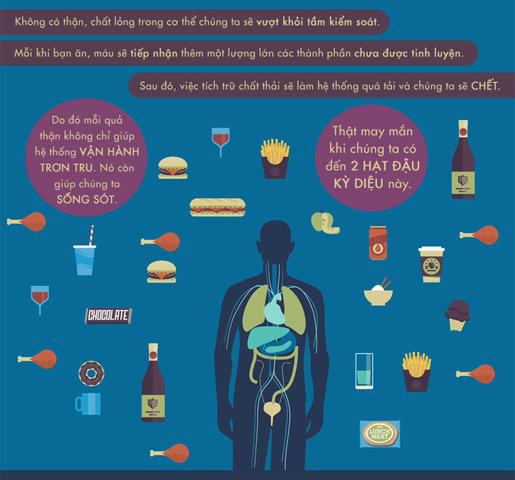 Picture 7 of How does the kidney work?