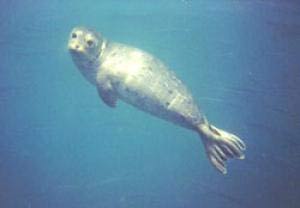 Picture 1 of How does the seal maintain oxygen when diving?