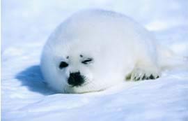 Picture 2 of How does the seal maintain oxygen when diving?