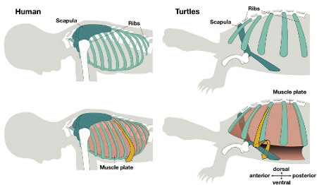 Picture 1 of How does turtle turtle evolve?