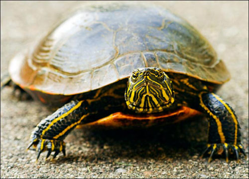 Picture 2 of How does turtle turtle evolve?