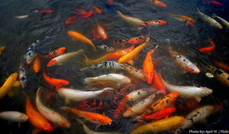 Picture 4 of How expensive is the Japanese Koi carp?