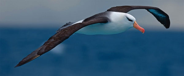 Picture 1 of How far can birds fly?