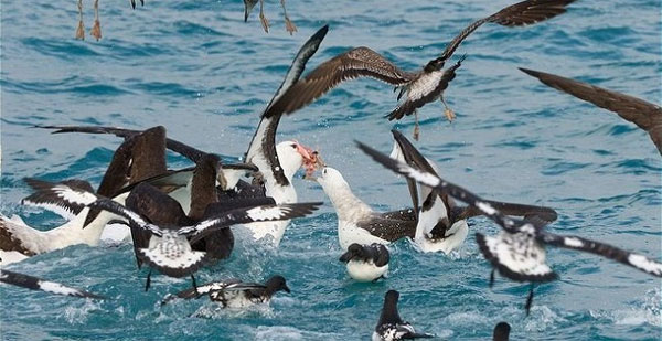 Picture 3 of How far can birds fly?