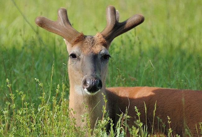 Picture 1 of How fast is deer velvet?