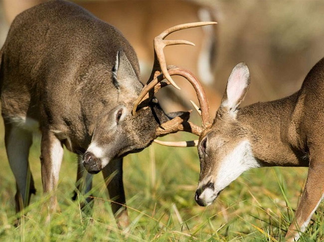 Picture 2 of How fast is deer velvet?
