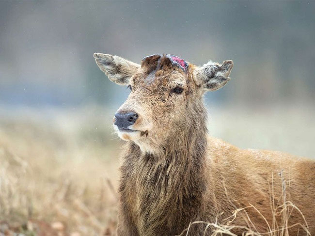 Picture 3 of How fast is deer velvet?