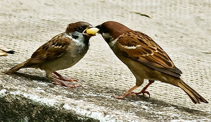 Picture 1 of How has sparrow evolved in human society?