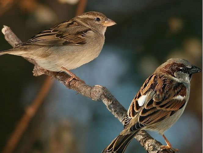 How Has Sparrow Evolved In Human Society?