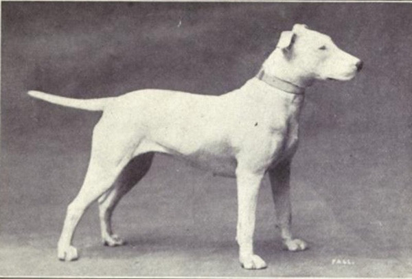Picture 1 of How has the most loyal human friend changed in 100 years