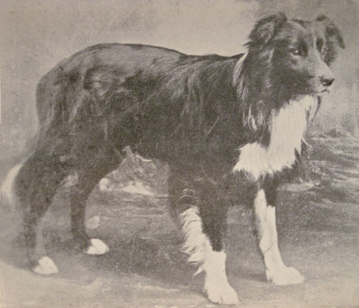 Picture 11 of How has the most loyal human friend changed in 100 years