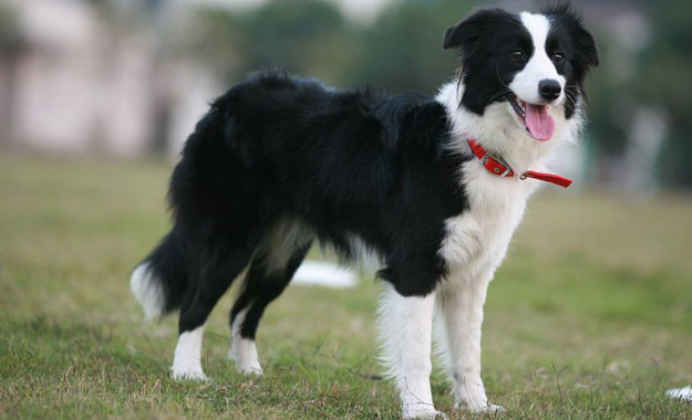 Picture 12 of How has the most loyal human friend changed in 100 years