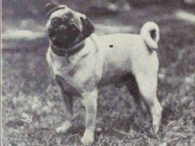 Picture 13 of How has the most loyal human friend changed in 100 years