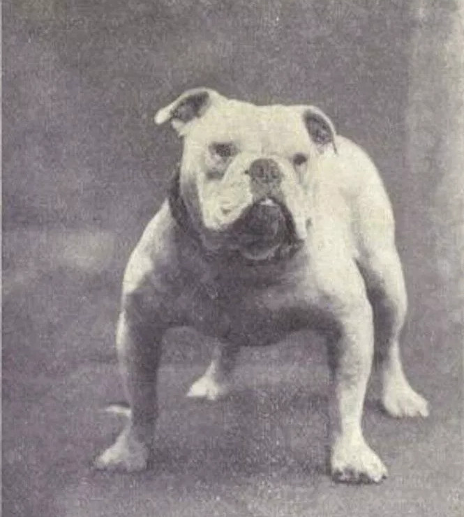 Picture 3 of How has the most loyal human friend changed in 100 years