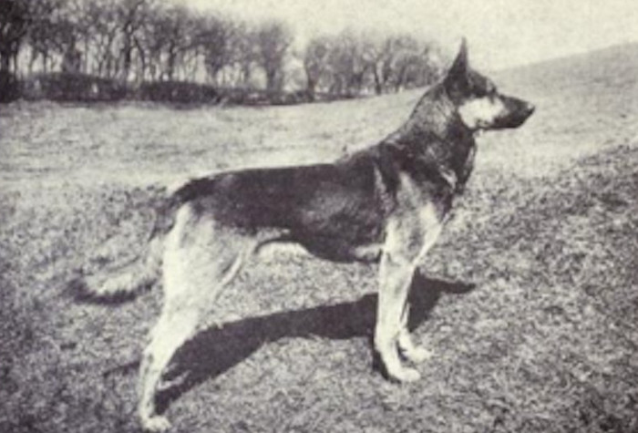 Picture 5 of How has the most loyal human friend changed in 100 years