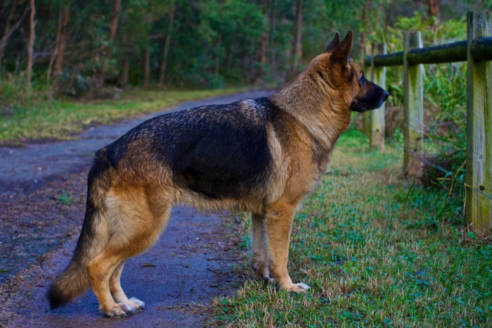 Picture 6 of How has the most loyal human friend changed in 100 years