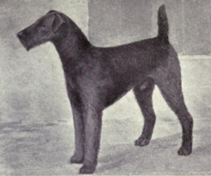 Picture 7 of How has the most loyal human friend changed in 100 years