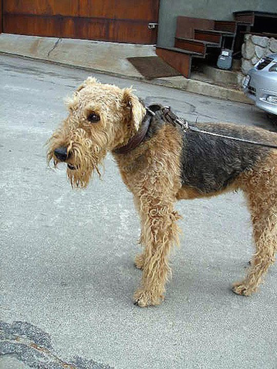 Picture 8 of How has the most loyal human friend changed in 100 years