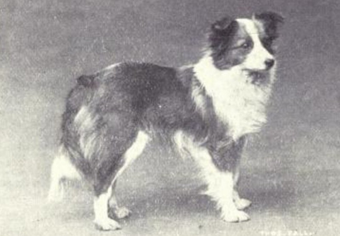 Picture 9 of How has the most loyal human friend changed in 100 years