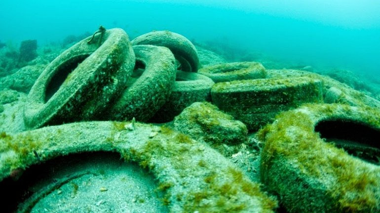 Picture 3 of How has the story of cultivating oysters in tires become a disaster?