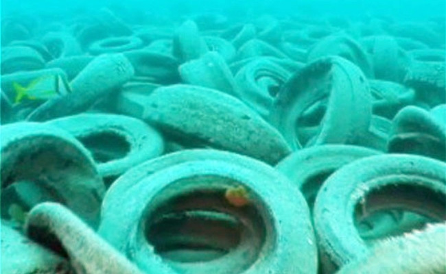 Picture 4 of How has the story of cultivating oysters in tires become a disaster?