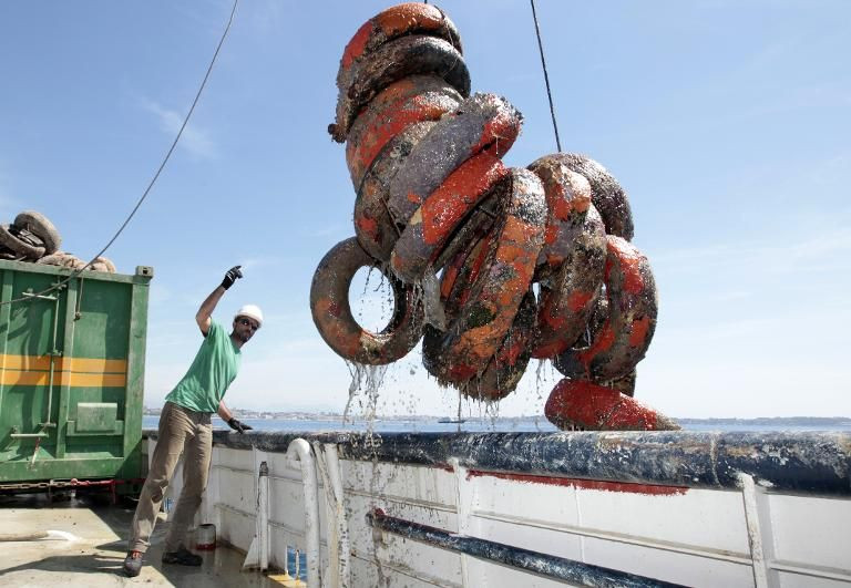 Picture 6 of How has the story of cultivating oysters in tires become a disaster?