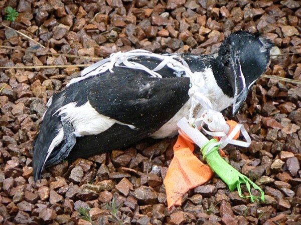 Picture 4 of How have people devastated the ocean for decades?