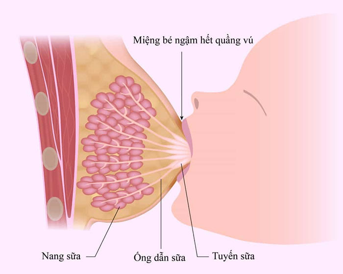 Picture 1 of How is breast milk 'produced'?