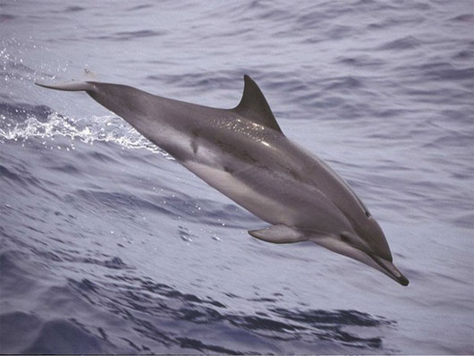 Picture 1 of How is dolphin sleep different from humans?