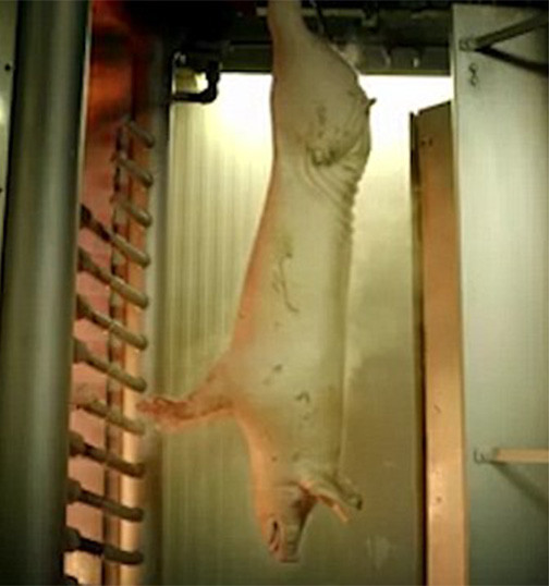 Picture 3 of How is gelatin food additive produced?