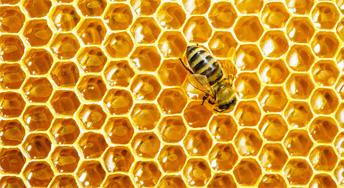 Picture 1 of How is honey formed?