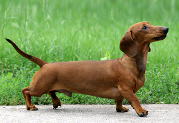 Picture 5 of How is hot dog produced?