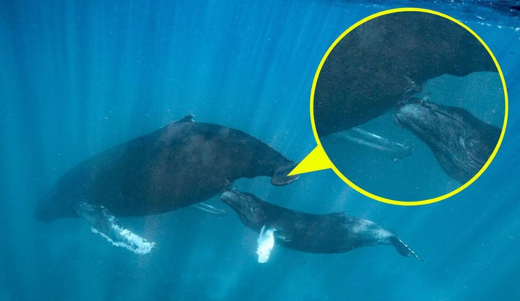 How is the secret of feeding a whale?