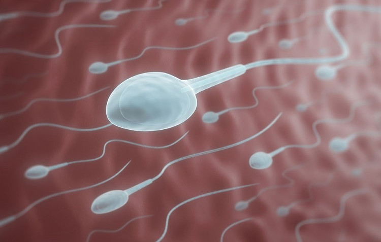 Picture 1 of How long does sperm live outside the body?