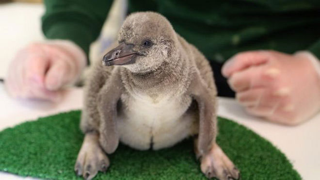 Picture 3 of How many animals are born around the world every day?