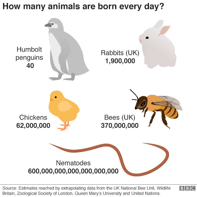 Picture 4 of How many animals are born around the world every day?
