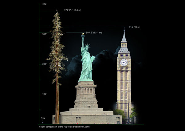 How many meters tall is the tallest tree in the world now?