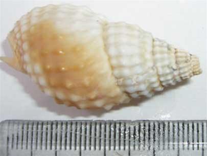Picture 2 of How many species of snail poison?