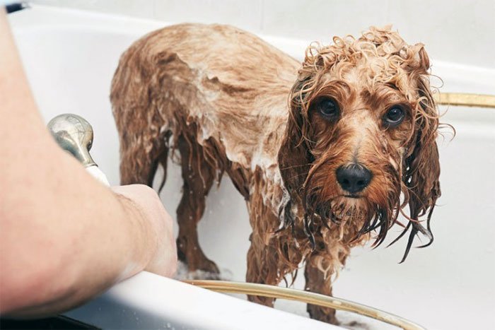 Picture 1 of How often should you bathe your dog?