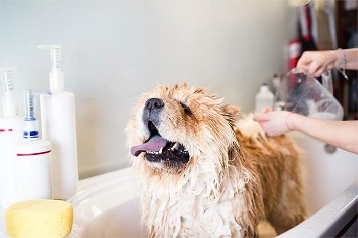 how often should i bathe my golden retriever