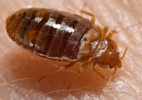 Picture 1 of How organisms evolved in modern times