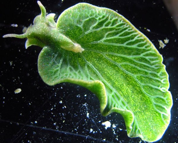 Picture 2 of How organisms evolved in modern times