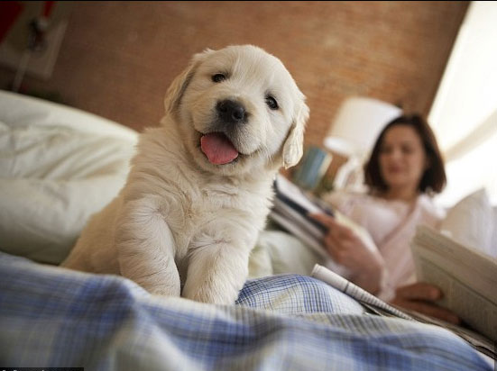 Picture 2 of How pets recognize time